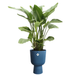 vibes fold coupe 30cm diepblauw